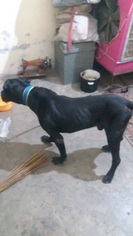 Cane Corso boy mall xcheg bi hogaye gha 0