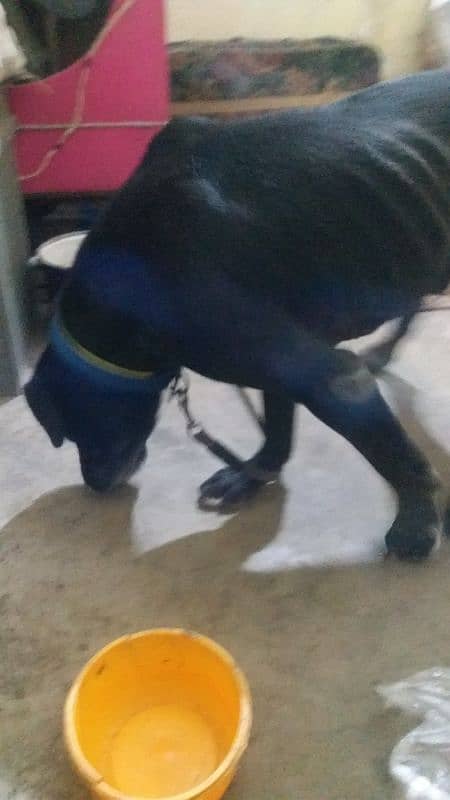 Cane Corso boy mall xcheg bi hogaye gha 2