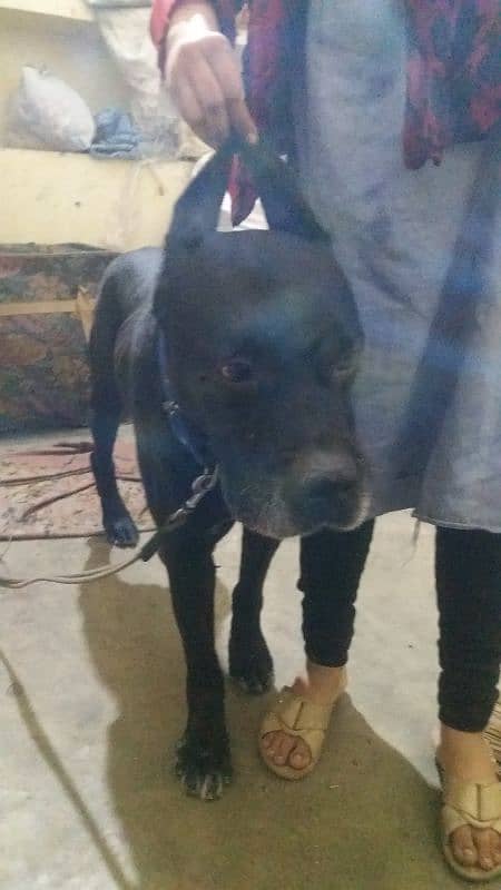 Cane Corso boy mall xcheg bi hogaye gha 3