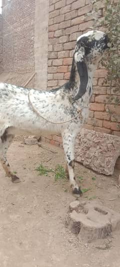 makhi high quality breed