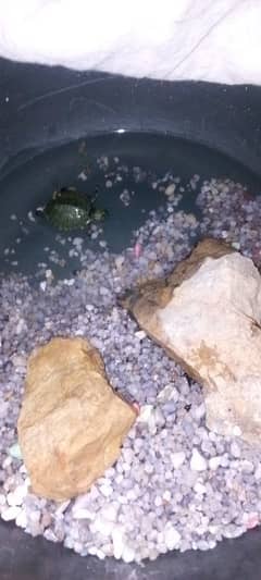 red eared slider turtle impotend