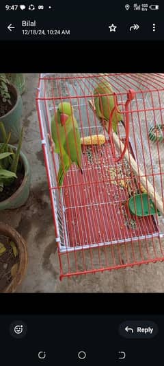 green parrot for sale