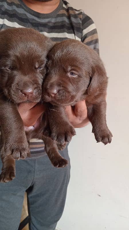 Chocolate Labrador Puppies 0