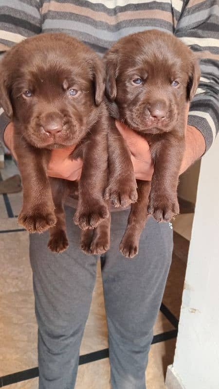 Chocolate Labrador Puppies 1