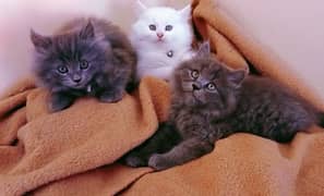 Gift A Persian Female Kitten (Triple Coated) to your Loved Ones