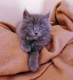 Gift A Persian Female Kitten (Triple Coated) to your Loved Ones