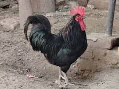 Fully Grown Australorp Rooster