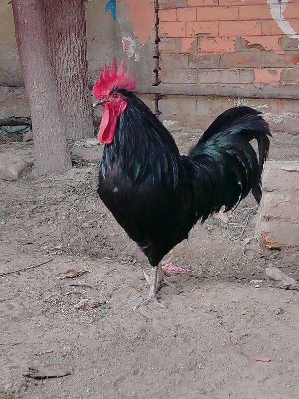 Fully Grown Australorp Rooster 1