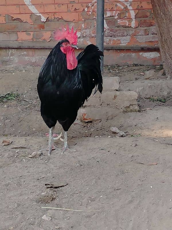 Fully Grown Australorp Rooster 2