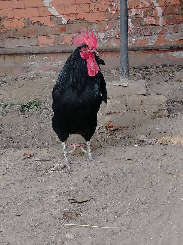 Fully Grown Australorp Rooster 3