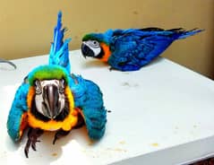 blue macaw parrot cheats for sale 03184675842