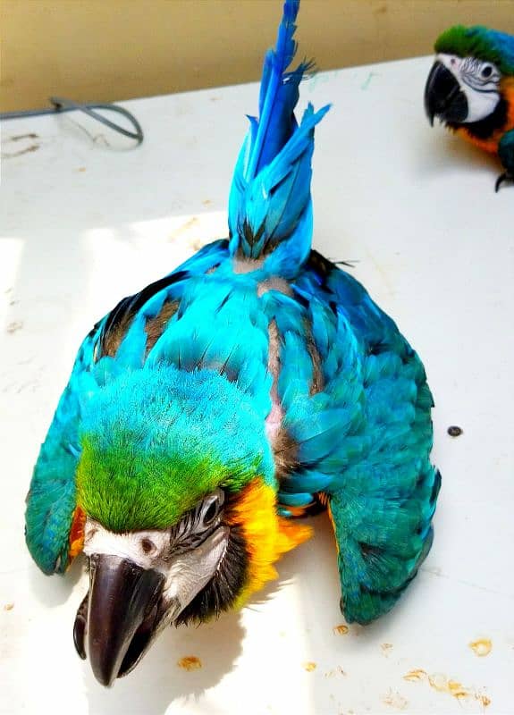 blue macaw parrot cheats for sale 03184675842 1