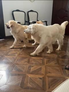 Russian imported Golden Retrievers Pair