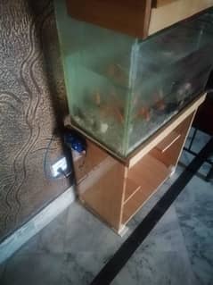 Fish Aquarium setup