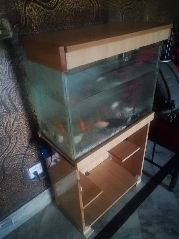 Fish Aquarium setup 2