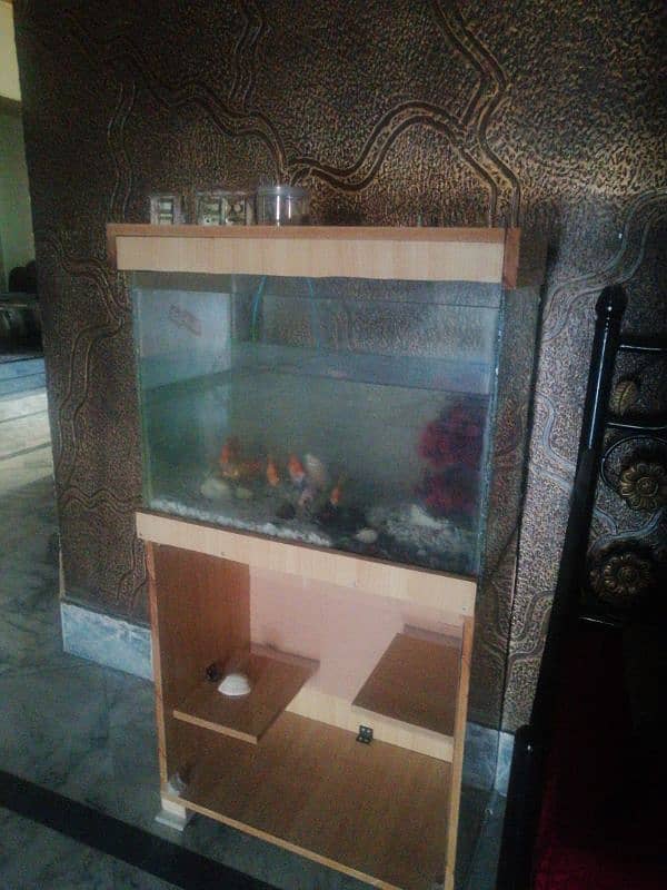 Fish Aquarium setup 5