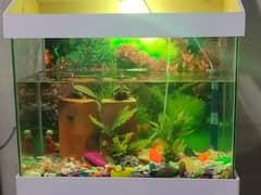 Brand New Aquarium