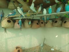 budgies