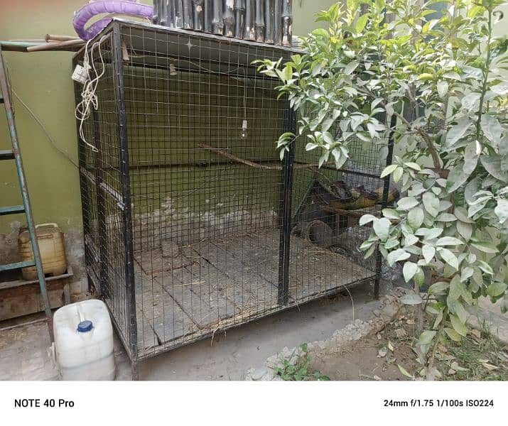 Cage For Lion And Dogs 0