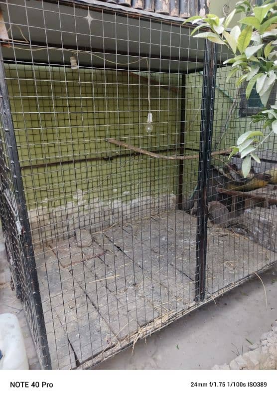 Cage For Lion And Dogs 2