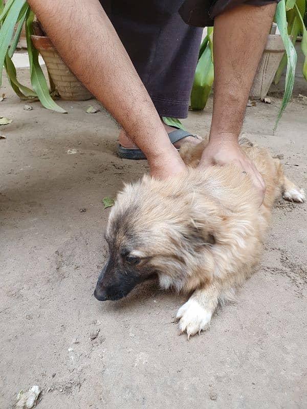 Russian dog pair 2