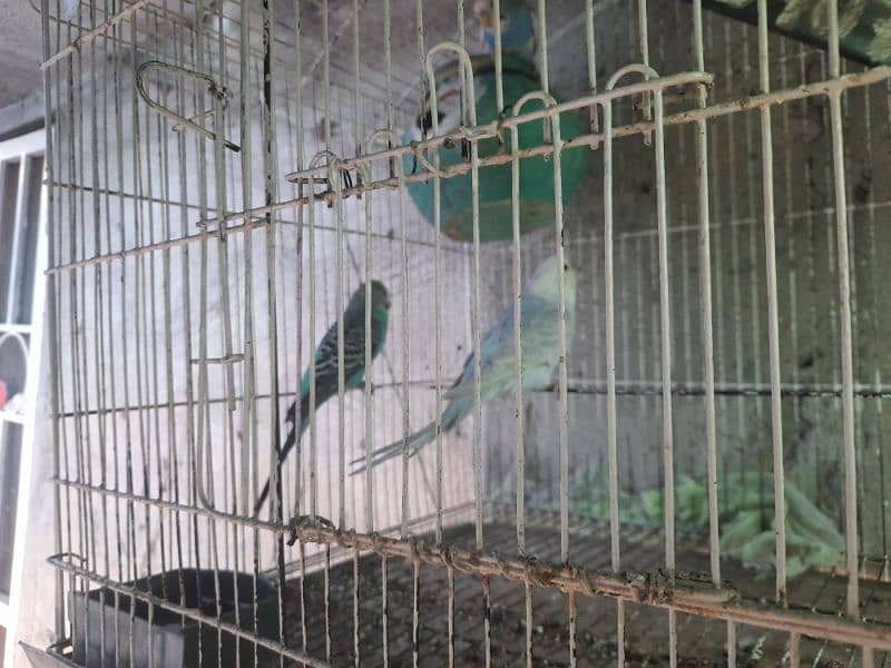 unique color Australian parrot pairs 4