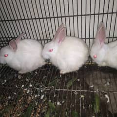 rabbit baby's available hai white red eyes