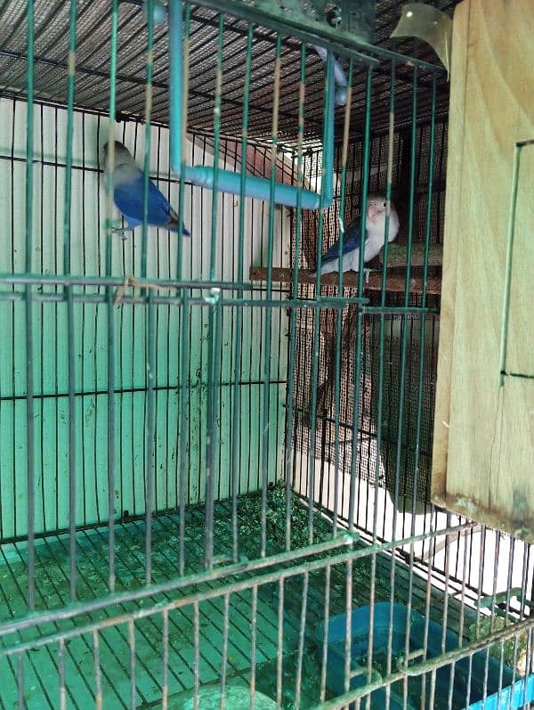 Love birds and Jawa for sale 3