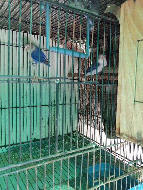 Love birds and Jawa for sale 4