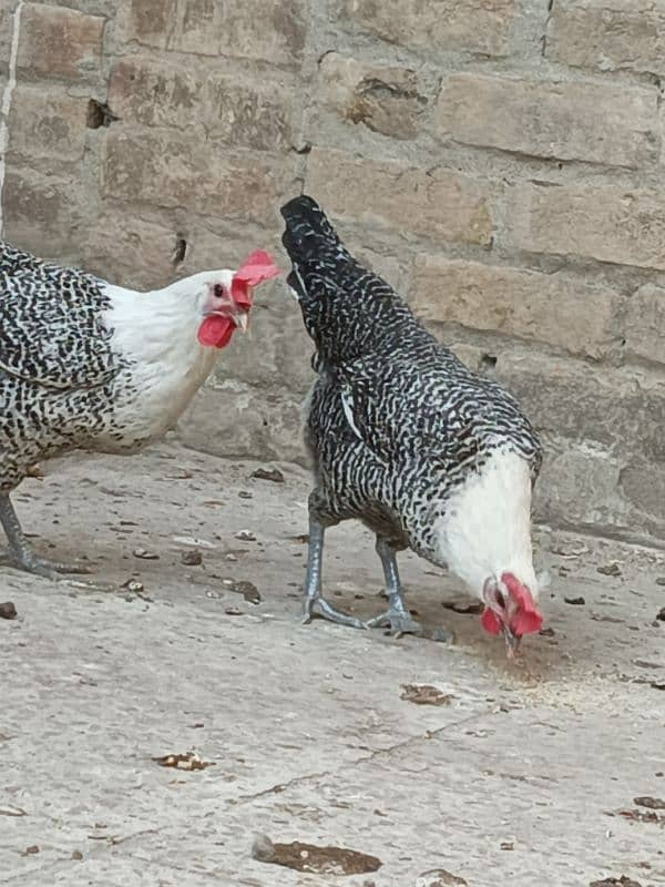 misri hens egg laying 0