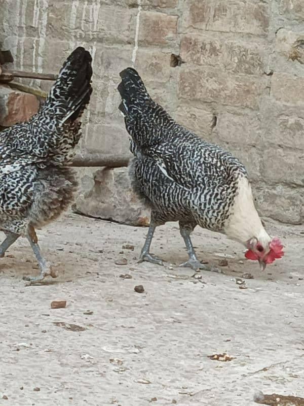 misri hens egg laying 2