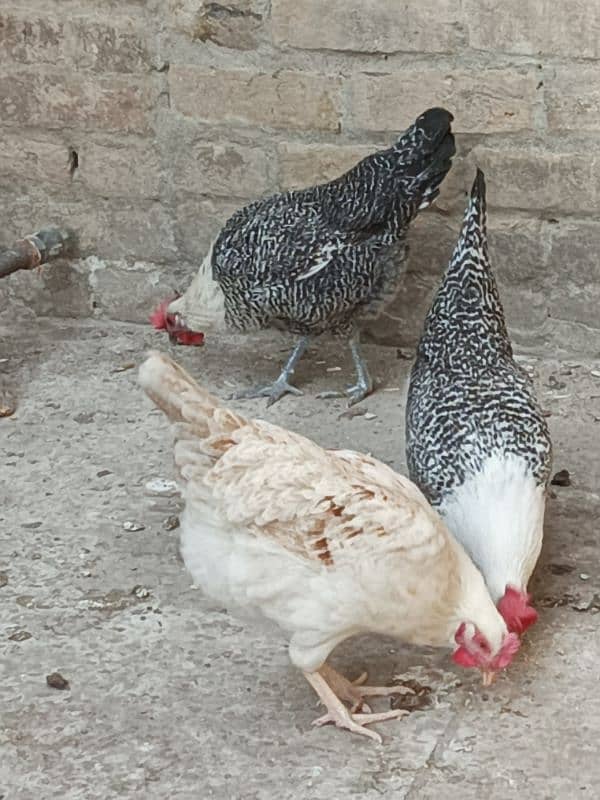 misri hens egg laying 3