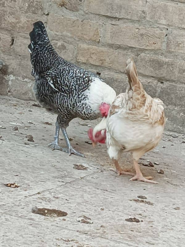 misri hens egg laying 4