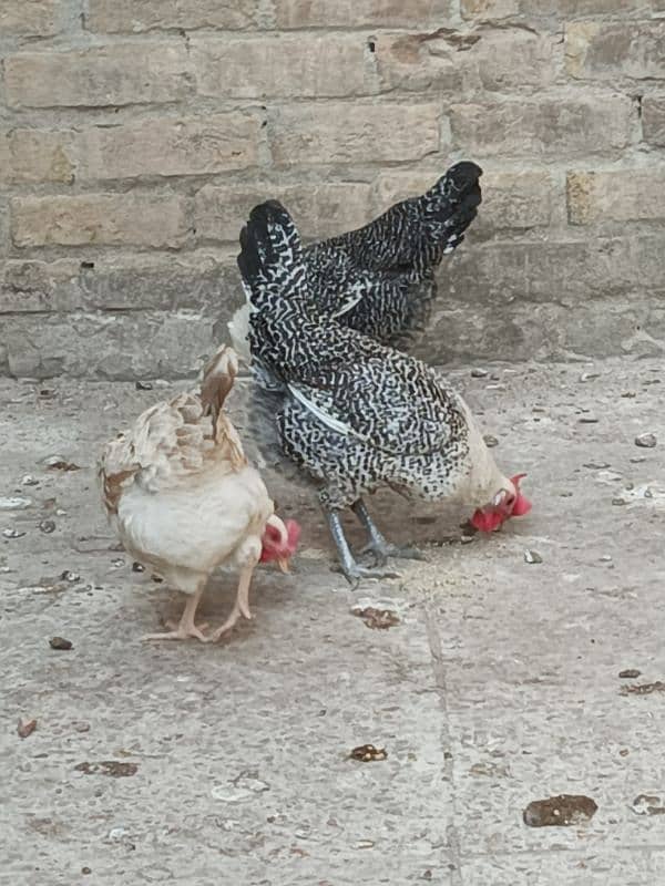 misri hens egg laying 5