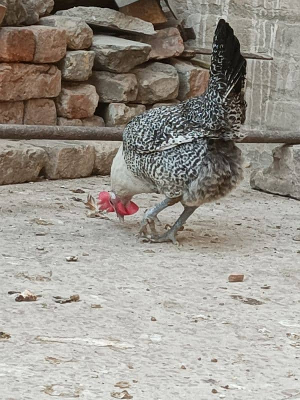 misri hens egg laying 6