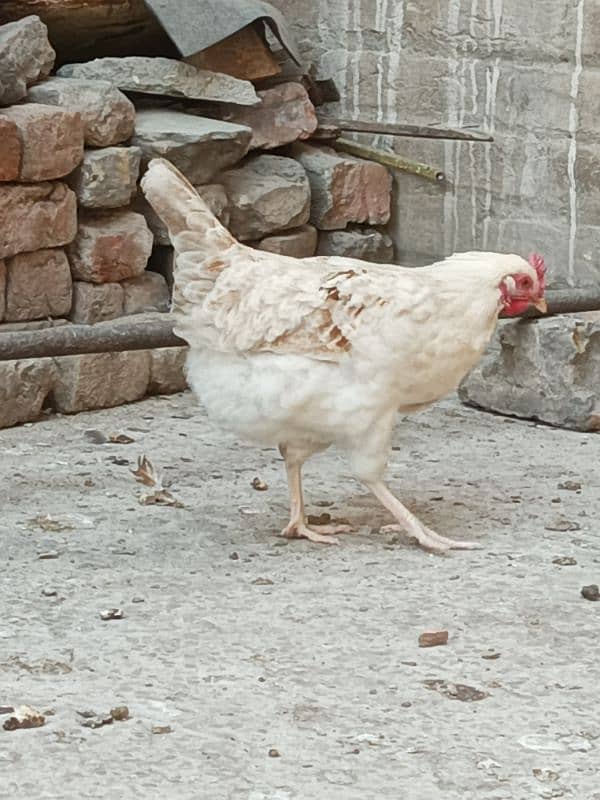 misri hens egg laying 7