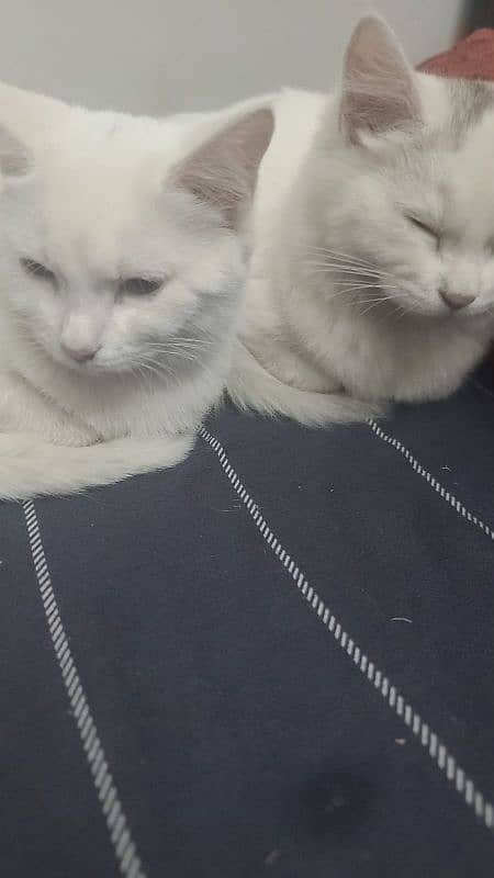 Persian cats 0