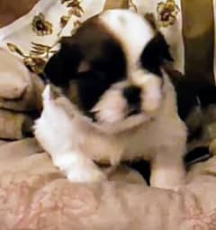 Shih Tzu / Shitzu pedigreed puppies for sale