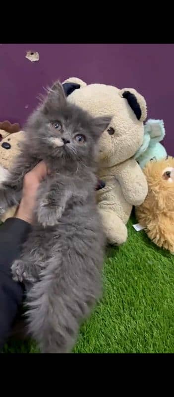 Persian kittens 2