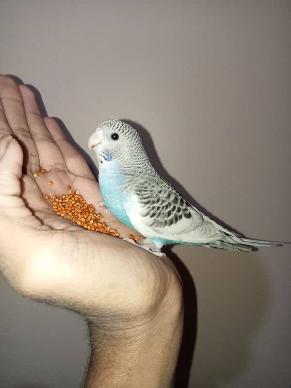 Hand tame, Fly tame budgie 0