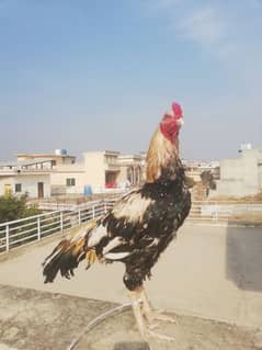 High quality old bloodline sawa lasani crossmurga for sale 03315669922