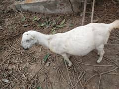 desi goat /barbari /Bakri /teddy ghaban / بکری /nagra goat