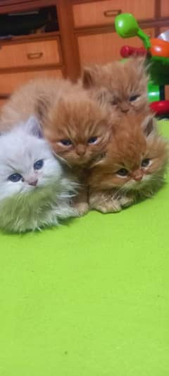 Persian Kittens fir sale