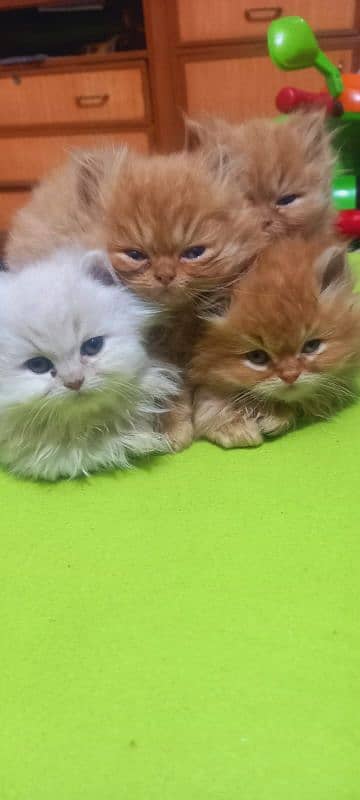 Persian Kittens fir sale 1