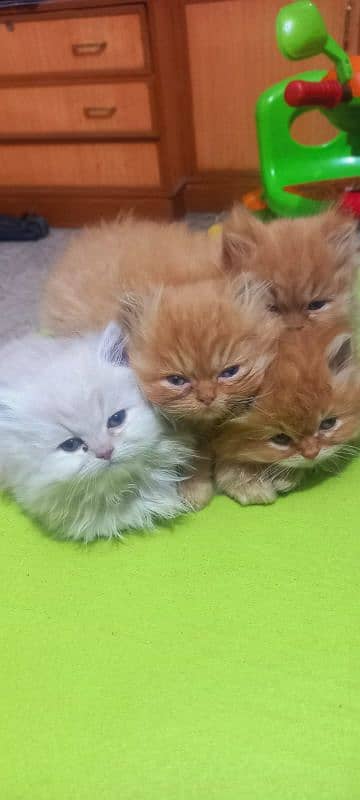 Persian Kittens fir sale 2