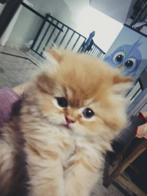 Persian Kittens fir sale 3