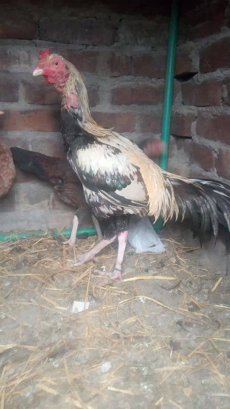 1 jawa male and 2 females  and 3 chicks for sale urgently 0