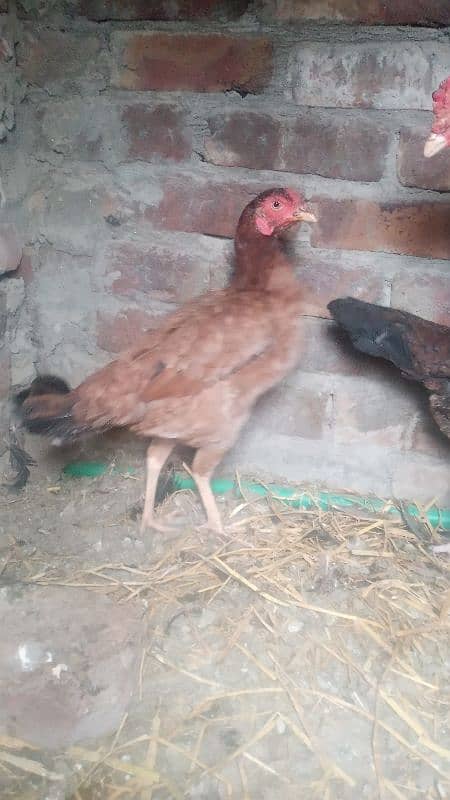 1 jawa male and 2 females  and 3 chicks for sale urgently 3