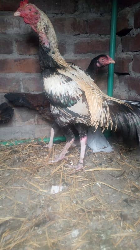 1 jawa male and 2 females  and 3 chicks for sale urgently 5