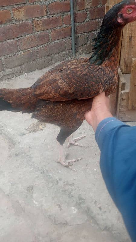 1 jawa male and 2 females  and 3 chicks for sale urgently 8